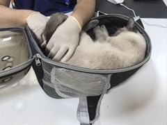 -北京观赏动物医院·24小时大型综合·猫专科·异宠专科