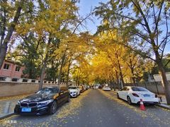 -三里屯东五街银杏大道