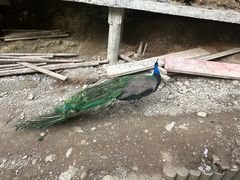 -栾川竹海野生动物园