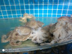 -前王院•巧克力海鲜市集餐厅(万平口店)