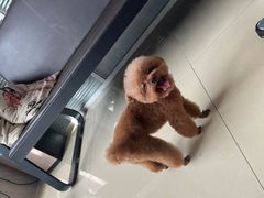 -福懋动物医院·犬猫全科·外科·重症科(杏林分院)