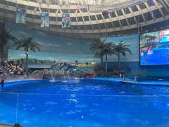 -海合安成都极地海洋公园