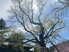 -潭柘寺景区