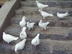 android_upload_pic-紫荆山公园