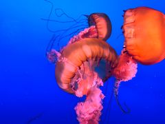 -太平洋海底世界