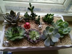 -中环花鸟鱼虫市场