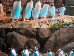 -香港海洋公园