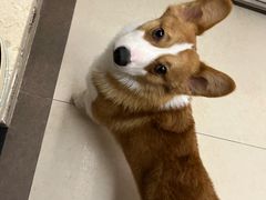 -帕帕拉兹宠物(亚洲旗舰店)