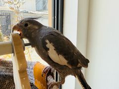 -吉丁鸟咖·异宠·寄养