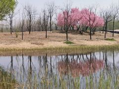 -东郊湿地公园