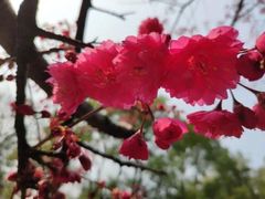 -武汉大学-樱园