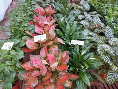 -秦美花卉(天朗·莱茵小城2期店)