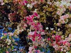 -深圳国际园林花卉博览园