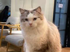 -滚猫咖啡·猫咖·猫友好撸猫(未来城店)