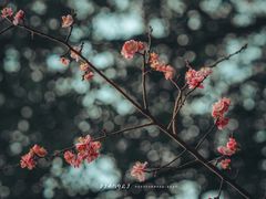 -南汇桃花村