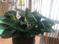 -手功王养生·足疗按摩·SPA·采耳(天府路店)