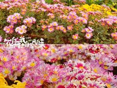 -青枫公园