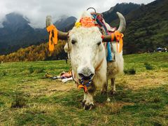 -硗碛藏寨·神木垒景区