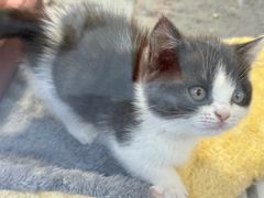 -1013 PET SHOP 宠物商店(近铁城市广场店)