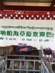-纳帕海依拉草原