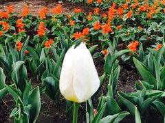 -长春公园(普阳街道)