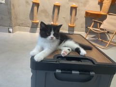-Heymao猫咖.咖啡厅(东门店)