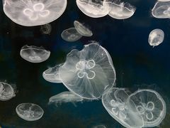 -嘉兴海底世界