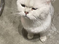 -浣熊柯尔鸭土拨鼠·电玩咖