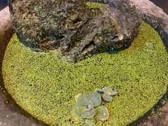 -华冠悠岚·庭院餐厅(青城后山店)