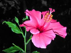 -深圳国际园林花卉博览园