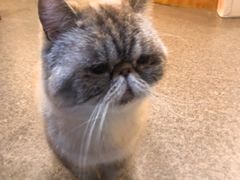 -猫色咖啡·猫咖