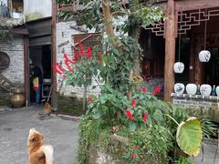 -青城甲(青城山店)