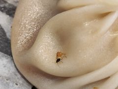 -老盛兴汤包馆(安波店)