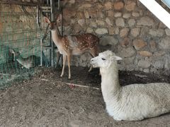 -丽泽山庄·生态怀柔菜·虹鳟鱼(红螺寺店)