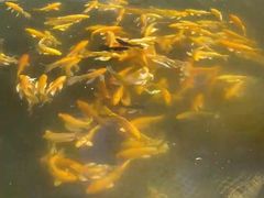 -大鹅岛绿色生态美食园