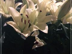 -Apollo·西班牙小酒馆(安福路店)