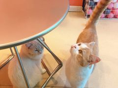 -藏猫猫咖啡主题馆(中央大道店)