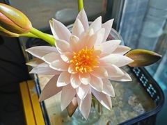 -尚竹阁冬瓜盅·18年地标美食(平洲店)