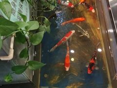 -洞庭家宴·头牌甲鱼(广渠门店)
