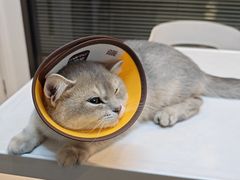 -御宝贝·A梦猫科宠物医院(国际猫友好医院)