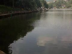 -银湖山郊野公园-相思林