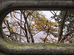 -天目山大树王景区