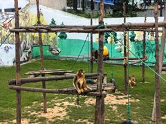 -西霞口神雕山野生动物世界