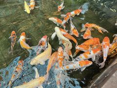 -唐山河头老街国丰维景国际大酒店