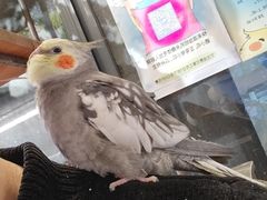 -吉丁鸟咖·异宠·寄养