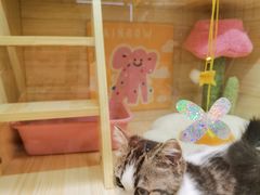 -momokira米努特·德文卷毛猫·棉花面纱犬