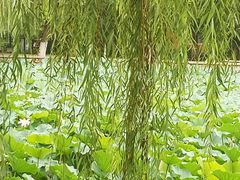 -南开大学(八里台校区)