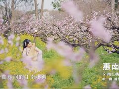 -南汇桃花村