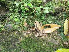 -西岭雪山大飞水景区