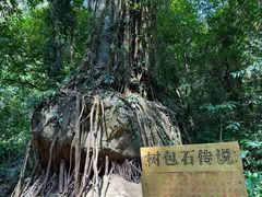 -莫里热带雨林景区